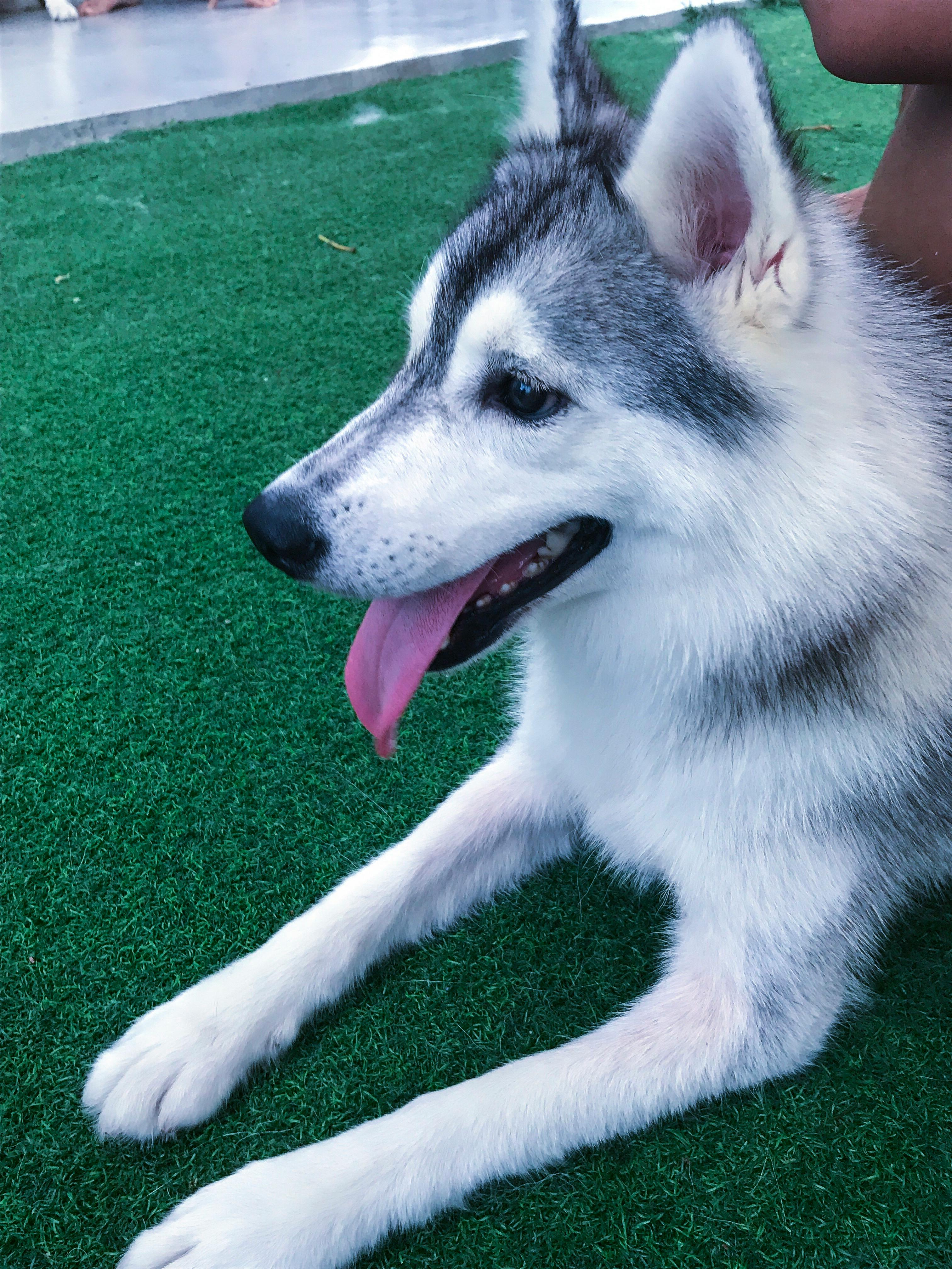 Foto Profissional Grátis De Husky Husky Siberiano Rouco