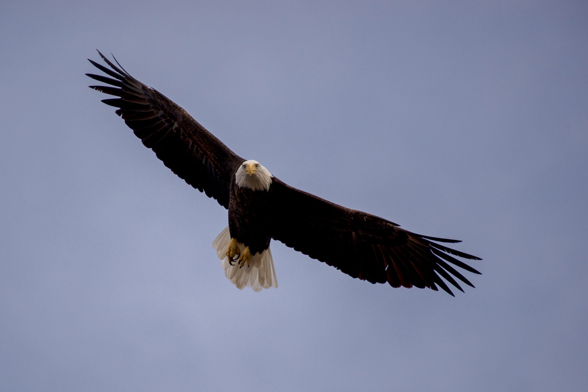 The American Bald Eagle Is Back - But Don't Credit the Endangered Species Act
