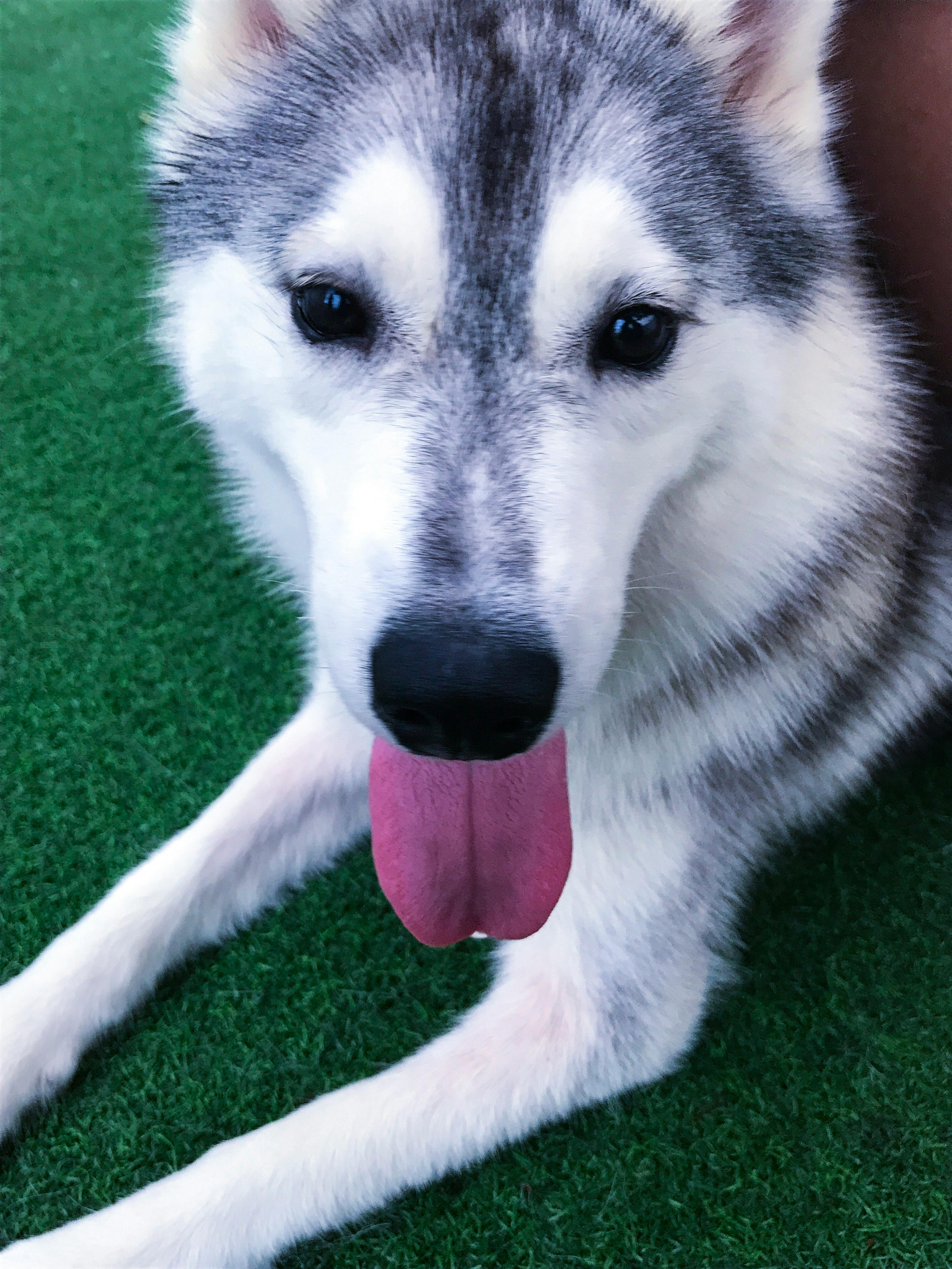 Foto Profissional Grátis De Husky Husky Siberiano Rouco