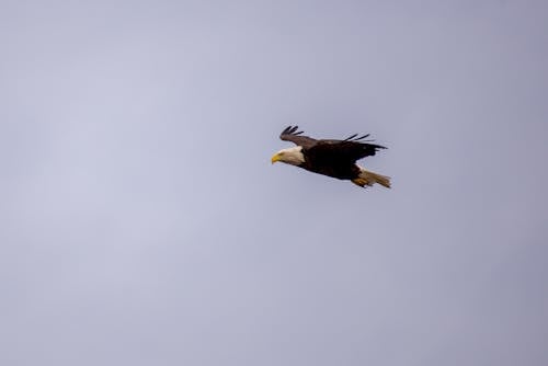 Fotobanka s bezplatnými fotkami na tému divé zvieratá, divočina, lietanie