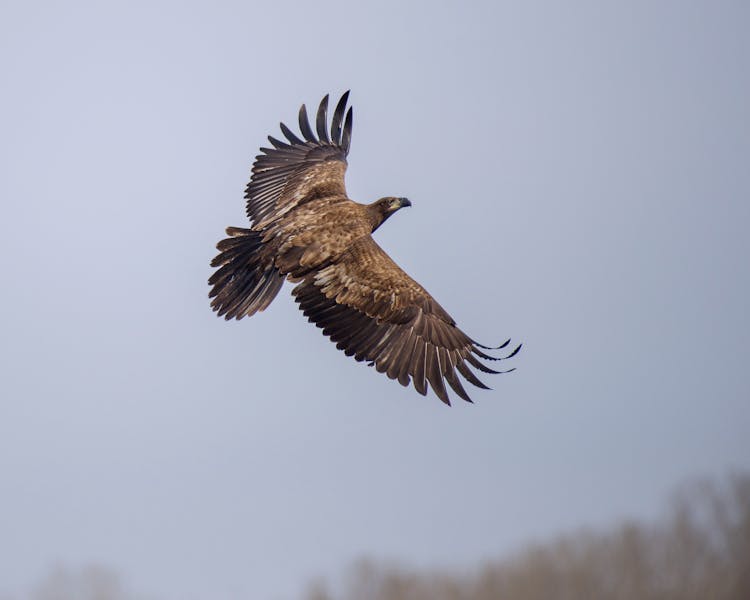 A Golden Eagle On The Air