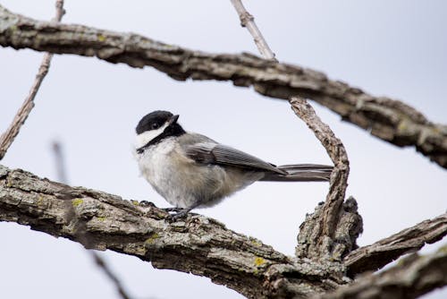A Black-Capped Chickadee on a Branch 