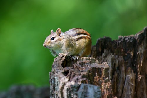 Chipmunk on Trunk 