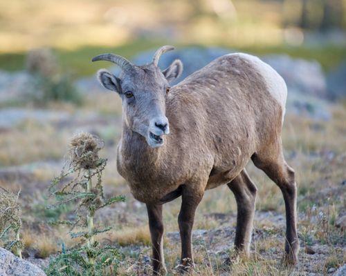 Free Close-up of a bighorn sheep grazing amidst thistle plants in Colorado's wilderness. Stock Photo
