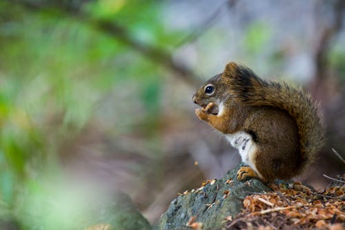 Squirrel Sitting on Stone Eating in Forest