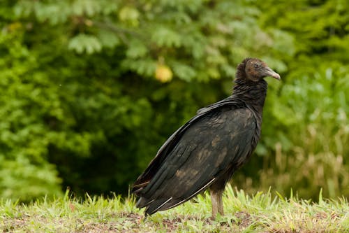 Foto profissional grátis de abutre preto, animais selvagens, animal