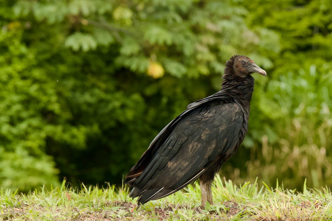 Foto profissional grátis de abutre preto, animais selvagens, animal