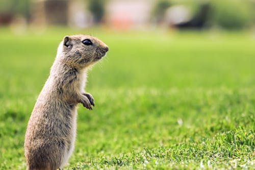 Fotos de stock gratuitas de animal, césped, de cerca