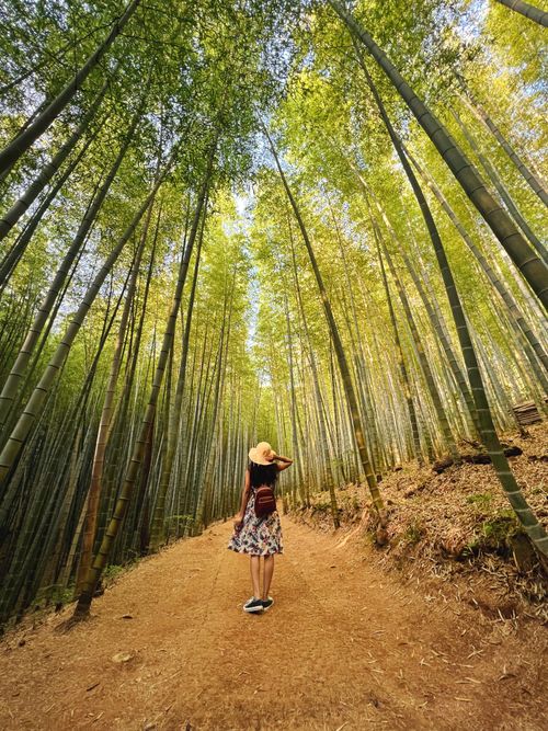 Free Woman walking through a vibrant bamboo forest in South Korea, capturing adventure and wanderlust. Stock Photo