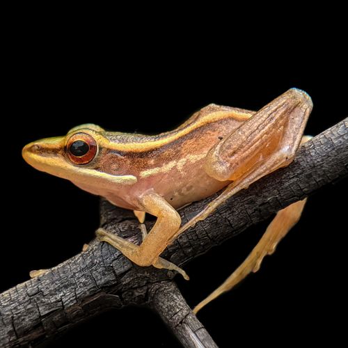 Free Detailed side view of a frog perched on a branch against a black background. Stock Photo