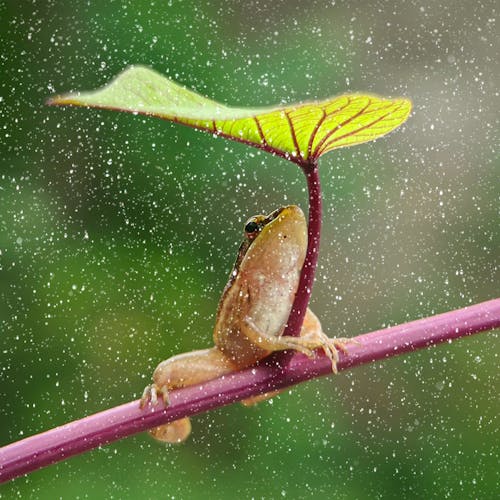 Free Frog Hiding from Rain under a Leaf Stock Photo