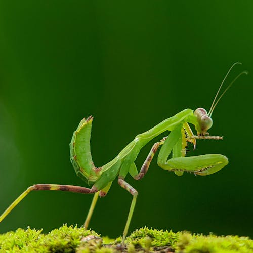 Free Green Praying Mantis on Green Leaf in Close Up Photography Stock Photo