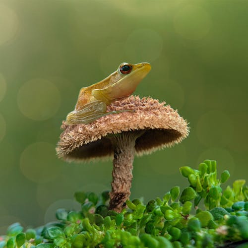 Kostenlos Kostenloses Stock Foto zu frosch, fungi, nahansicht Stock-Foto