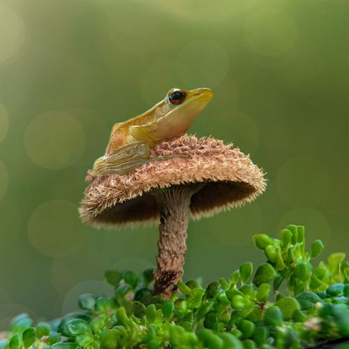 Free A small frog sits on a brown mushroom surrounded by vibrant green leaves against a blurred background. Stock Photo