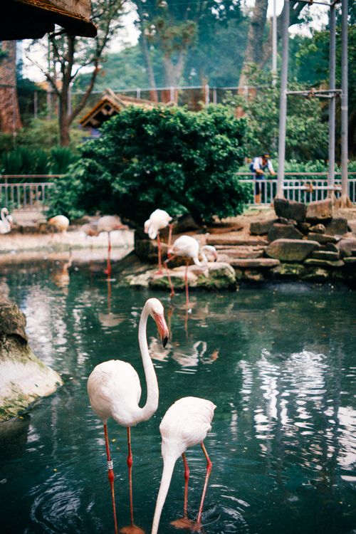 Free A group of flamingos standing gracefully in a lush, serene pond environment. Stock Photo