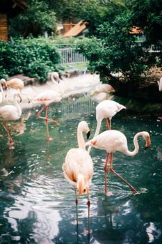flamingo photo