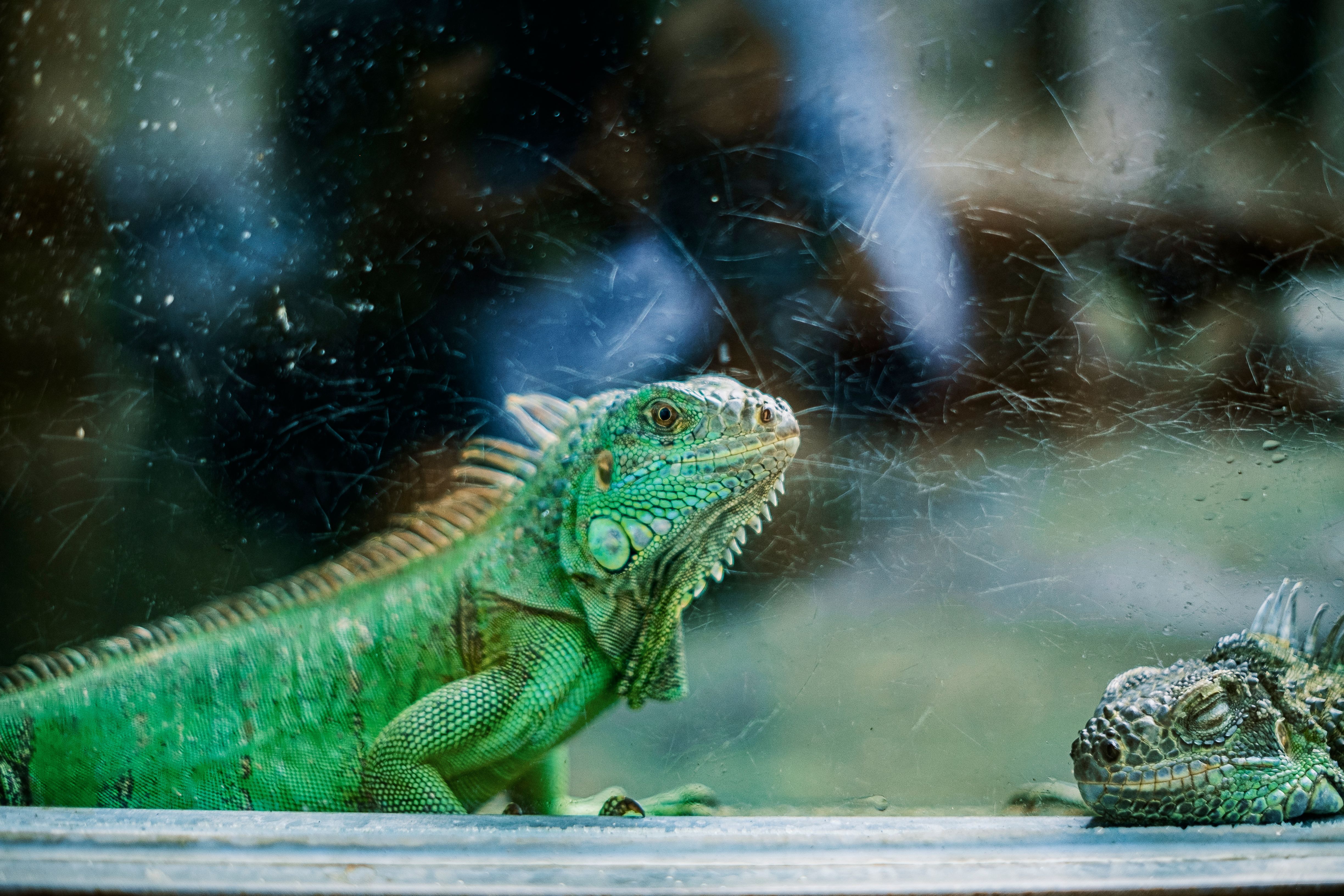 Jurassic dinosaurs had specialized diets to coexist peacefully — Photo by Chungnhutphat on Pexels