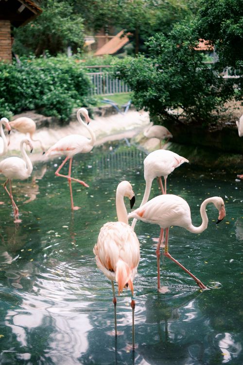 Free Group of flamingos elegantly standing in a serene pond, showcasing natural beauty. Stock Photo