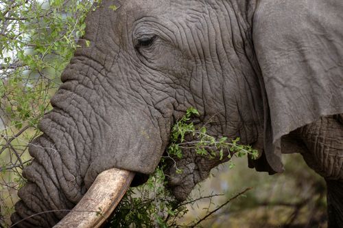 Free Detailed view of an African elephant munching on green branches in the wild. Stock Photo