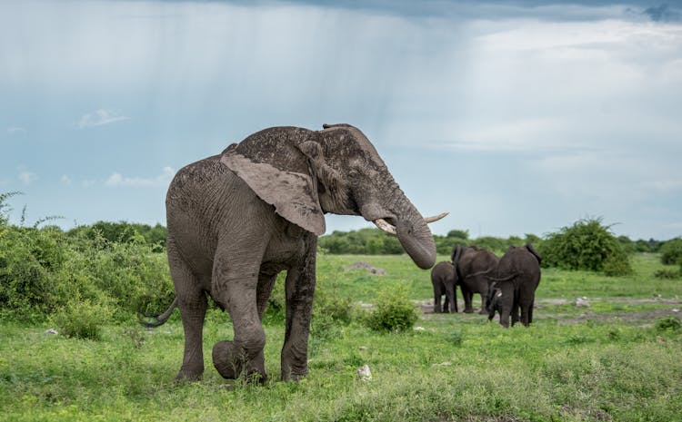 Group Of Elephants In Wild Nature