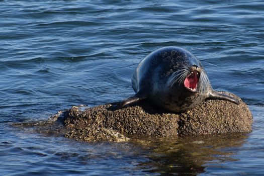 A lively seal basks on sunlit rocks in the waters of Monterey Bay, California.