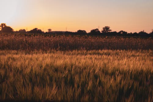 Field of Wheat during Sunset