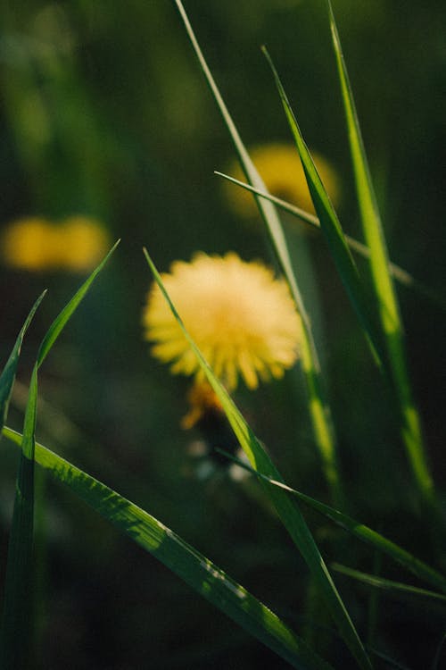 A Close-Up Shot of Green Grass and Dandelions
