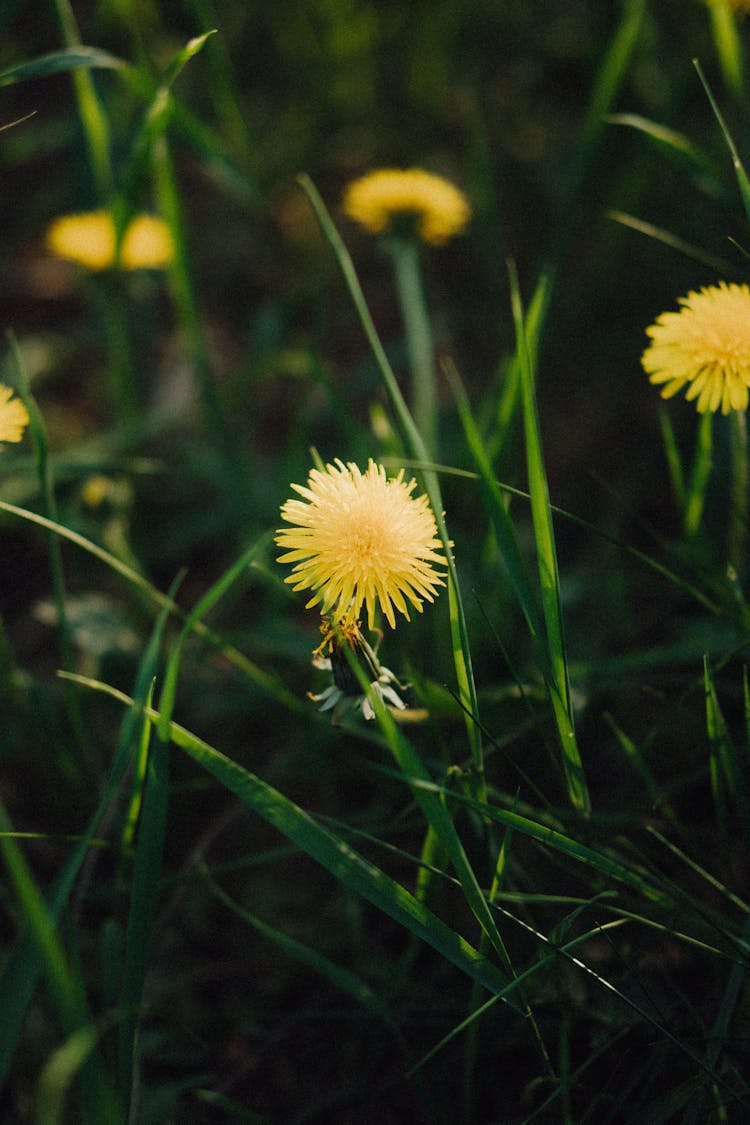 Common Dandelion Flowers In Bloom