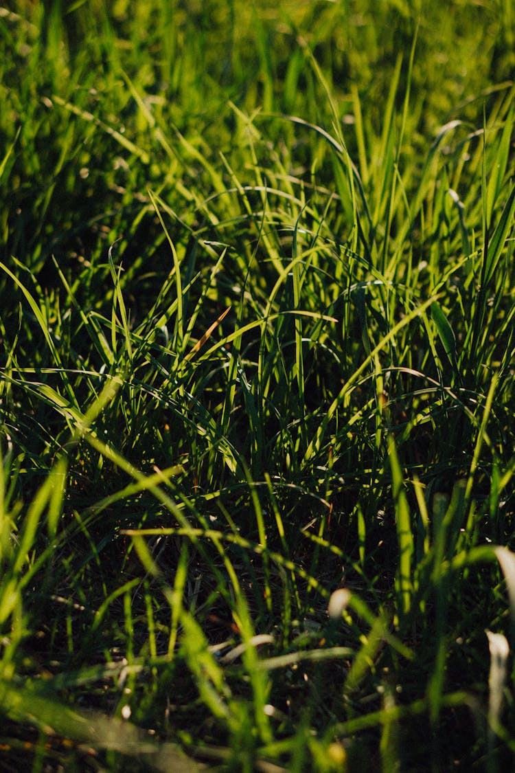 Green Grasses On The Ground