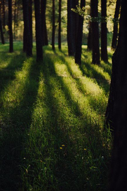 Shadows of trees cast over lush grass in a forest, creating a moody, serene atmosphere.
