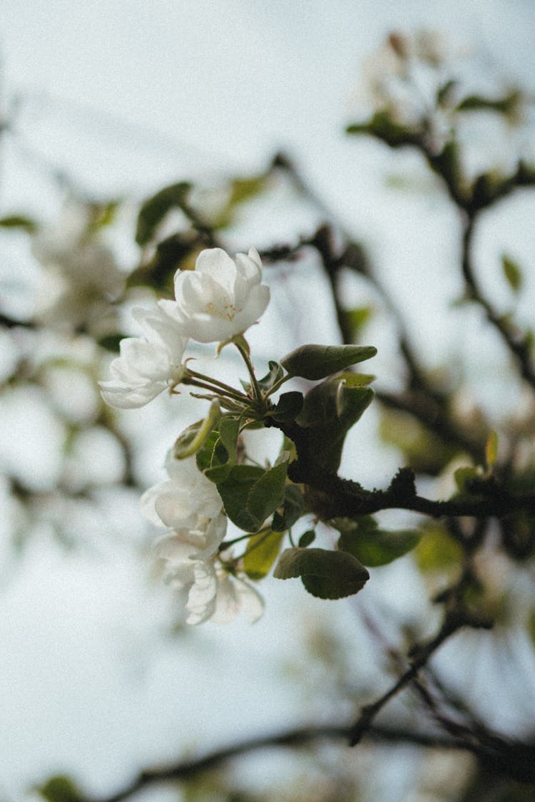 White Jasmine Flowers On A Twig Of A Plant