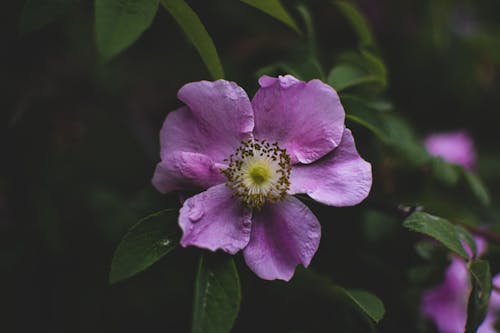 Foto stok gratis fotografi bunga, latar belakang desktop, mawar