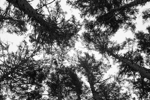 Безкоштовне стокове фото на тему «відтінки сірого, дерева, жаб’яча перспектива»