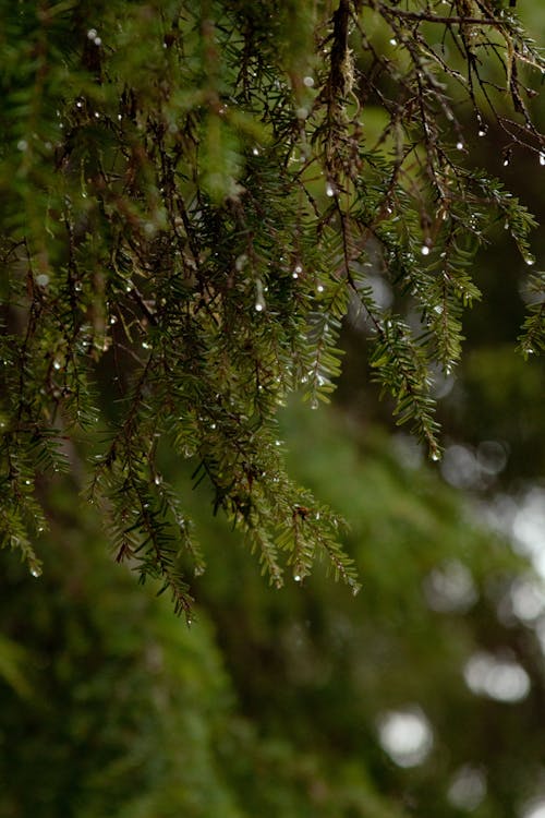 Free Dewdrops on Hemlock Leaves Stock Photo