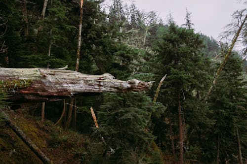 Kostenloses Stock Foto zu bäume, berge, gefällter baumstamm