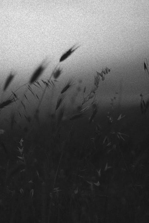 Free Grayscale Photo of an Oat Field Stock Photo