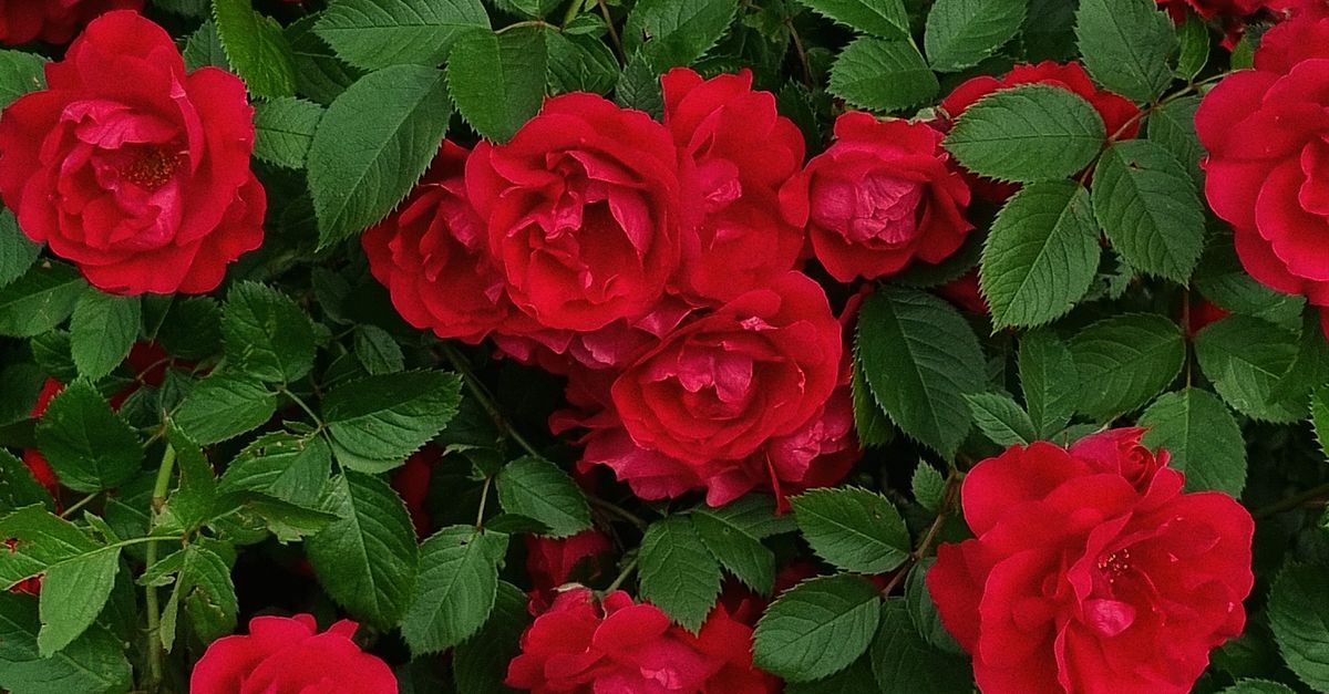 Red Roses Bloom Photograph of Red Garden Roses in Bloom · Free Stock Photo