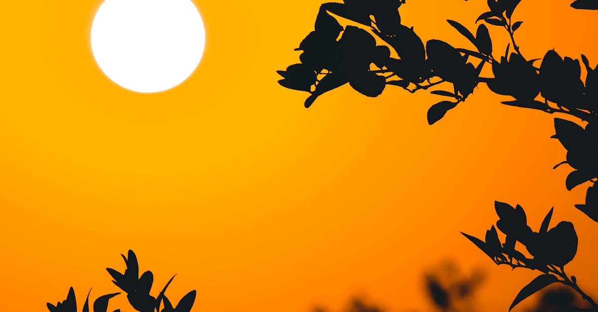 Do cockerels crow at sunrise