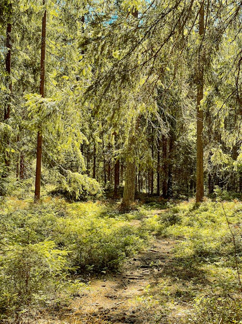 Green Trees in the Forest