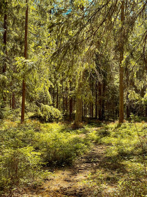 Free A peaceful sunlit forest with lush greenery and towering trees during summer. Stock Photo