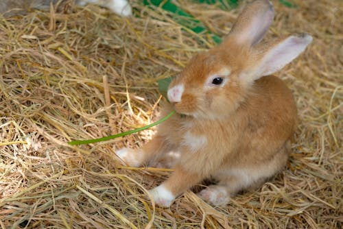 Free Rabbit eating time Stock Photo