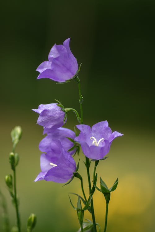 Foto stok gratis berkembang, bunga ungu, bunga-bunga