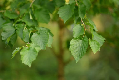 Green Leaves in close-up Photography