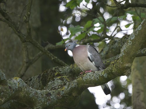 A Wood Pidgeon Perched on the Tree