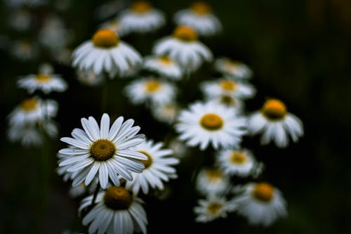 Close Up Photo of White Flowers