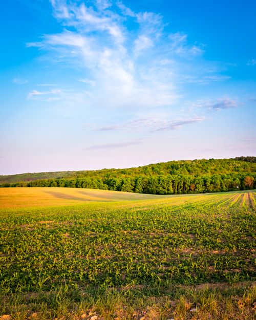 Free A picturesque rural landscape with lush green fields under a bright blue sky. Stock Photo