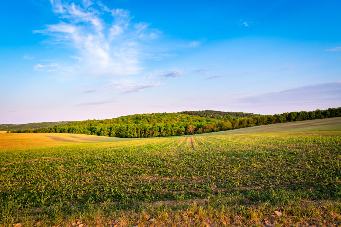 Gratis stockfoto met blauwe lucht, boerderij, gewassen