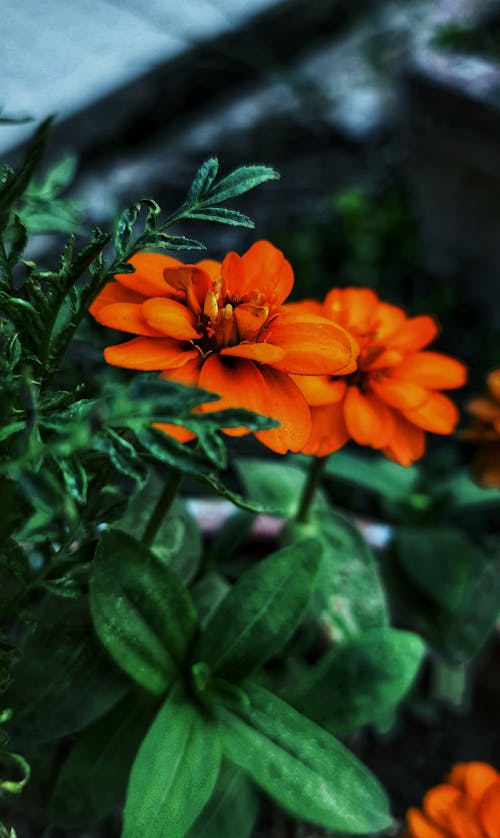 An Orange Flowers with Green Leaves