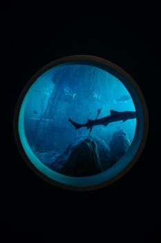 Circular aquarium window view showcasing sharks swimming with a deep blue ambiance.