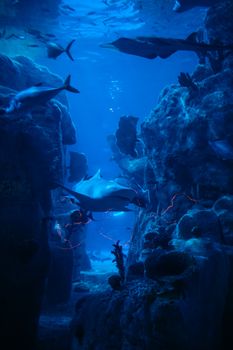 Captivating underwater scene featuring sharks swimming among vibrant coral reefs.
